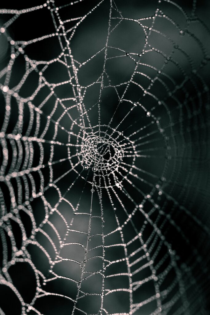 spider web of lies